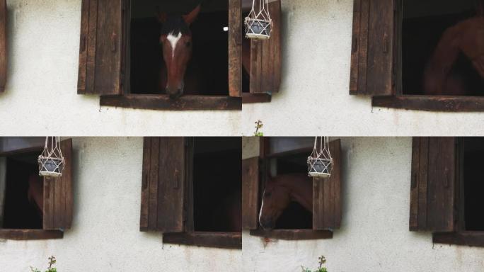 有着闪亮的深色鬃毛的马在马厩里把头伸出窗外