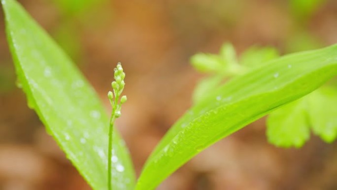 欧洲的春天。精致花朵的芬芳灌木丛。春天的铃兰。特写。