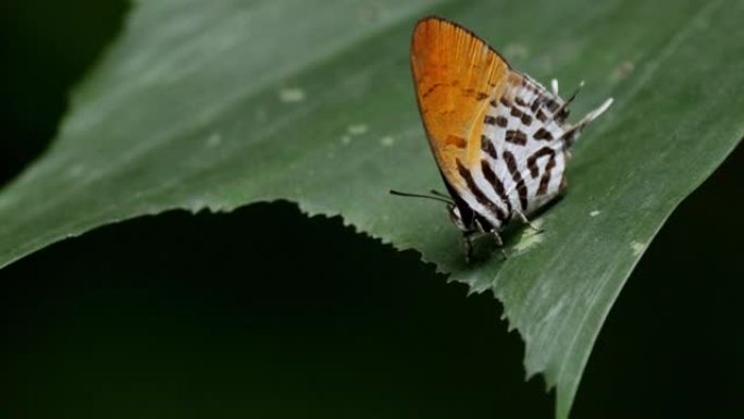 新加坡多彩蝴蝶蝴蝶昆虫