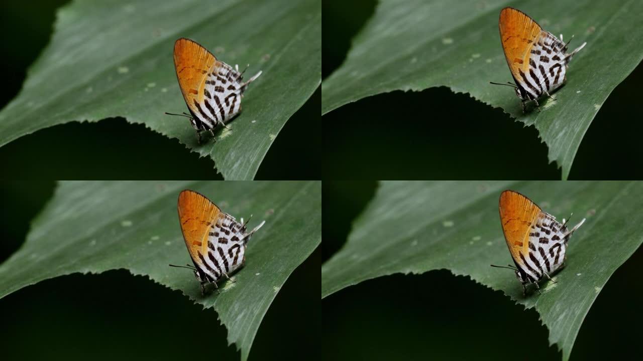 新加坡多彩蝴蝶蝴蝶昆虫