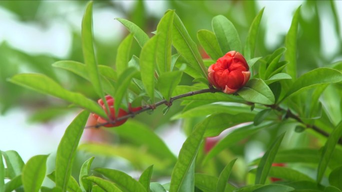 石榴花