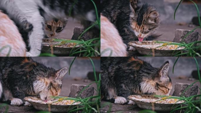 无家可归的肮脏小猫在街上吃脏盘子里的剩菜