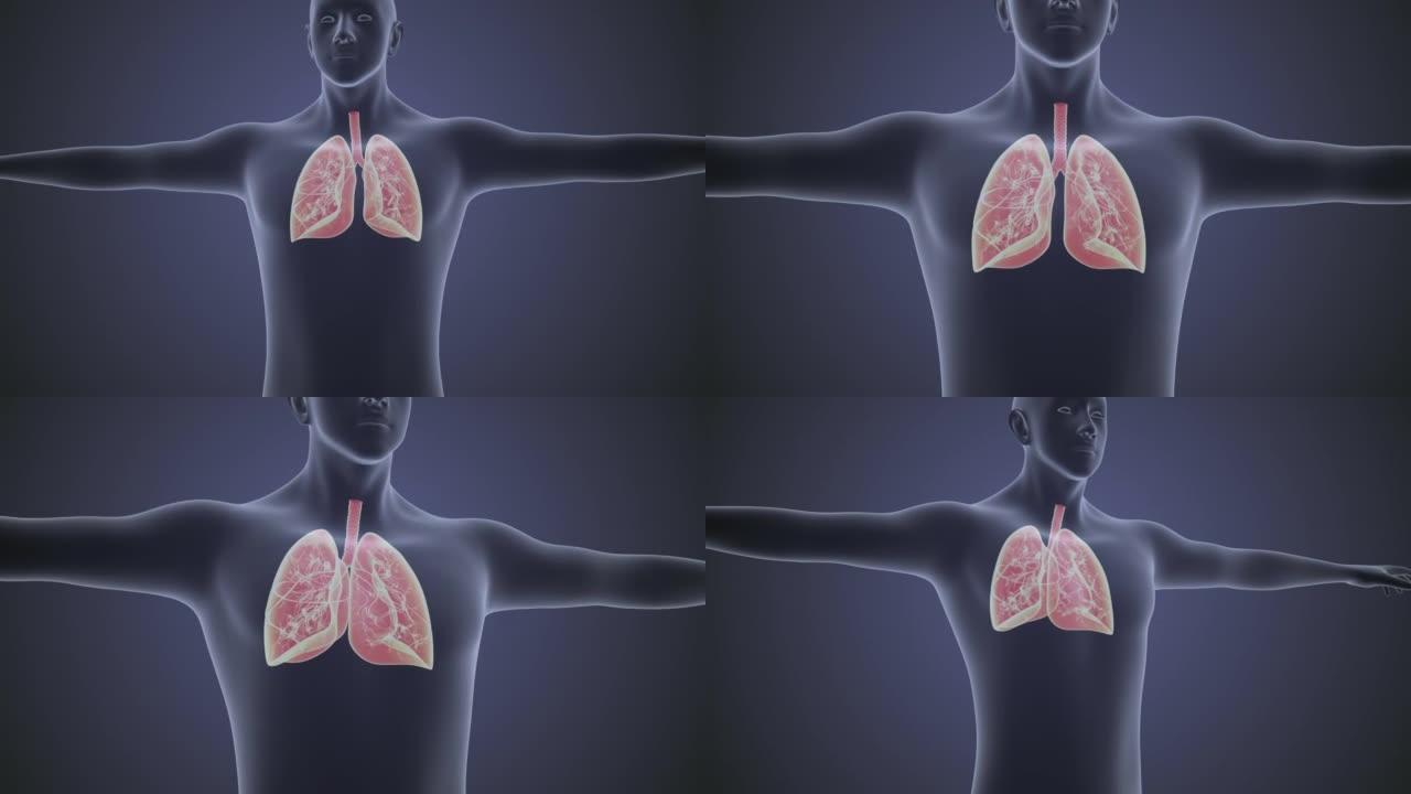 人体循环系统肺解剖学概念