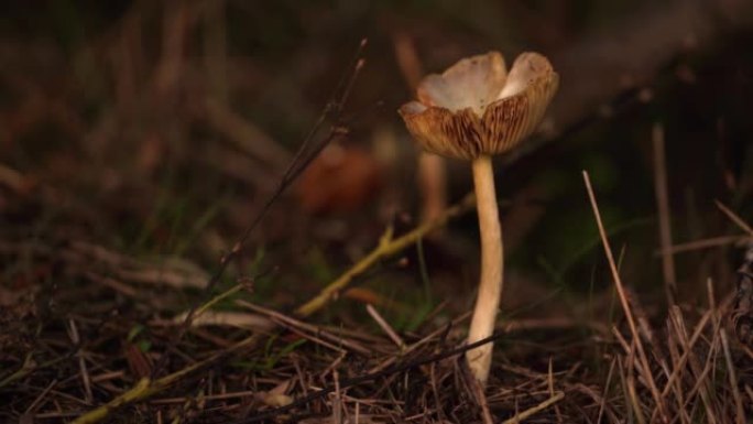 一个小的棕色蘑菇在风中稍微挥舞着 (黄色的野帽蘑菇，Bolbitius titubans)