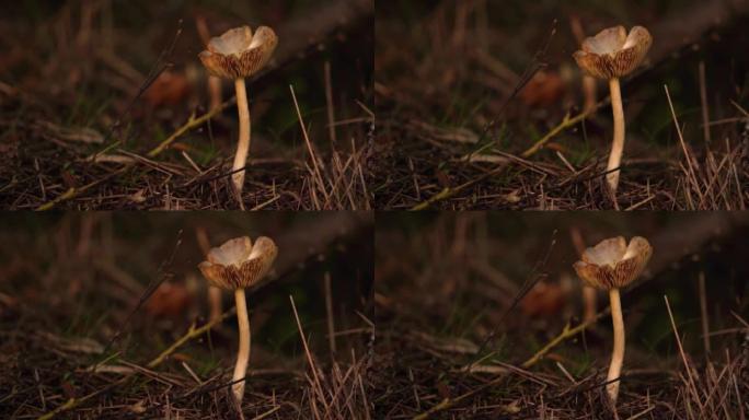 一个小的棕色蘑菇在风中稍微挥舞着 (黄色的野帽蘑菇，Bolbitius titubans)