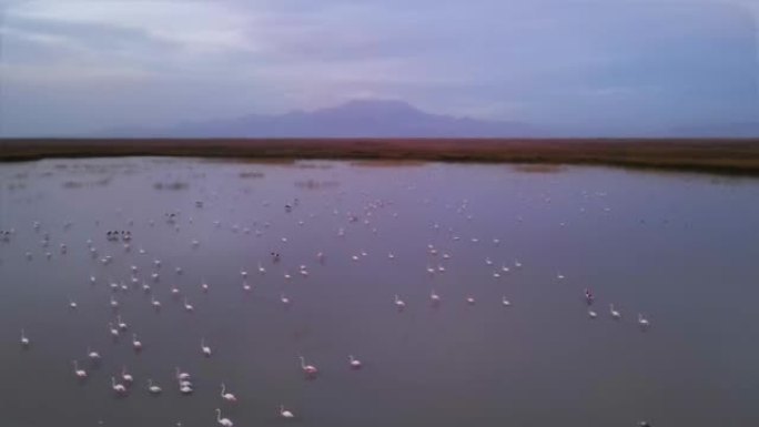 湿地中大火烈鸟的殖民地