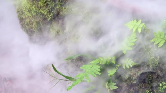 热带花园中的流动雾与苔藓和