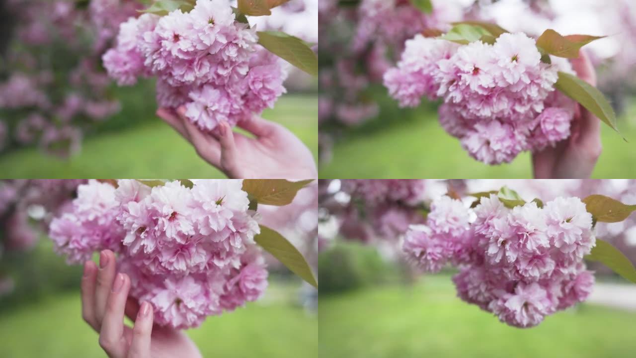 在4k拍摄的花园中触摸樱花的人的特写镜头