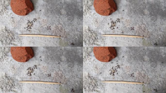 黑色花园蚂蚁活动。在一块rad砖旁边