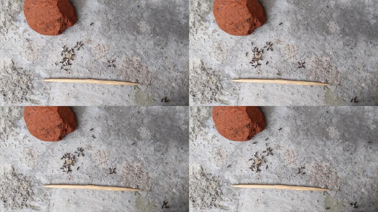 黑色花园蚂蚁活动。在一块rad砖旁边