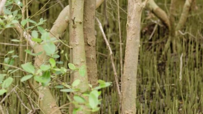 在海岸上作为红树林植被生活的木果植物的视图