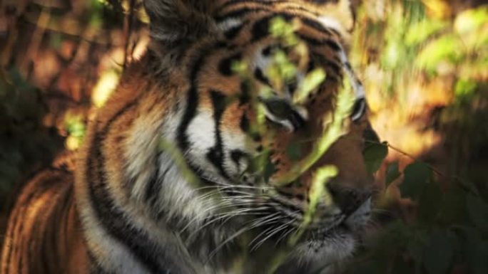 老虎在其自然栖息地中斜视在阳光下的慢动作肖像