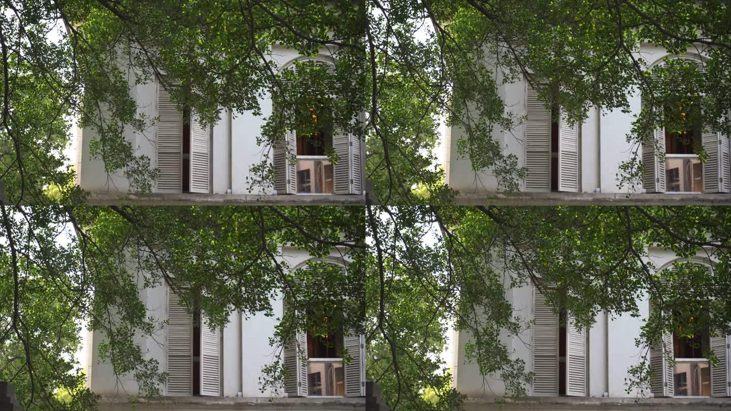树林前景白色房子的窗户树枝