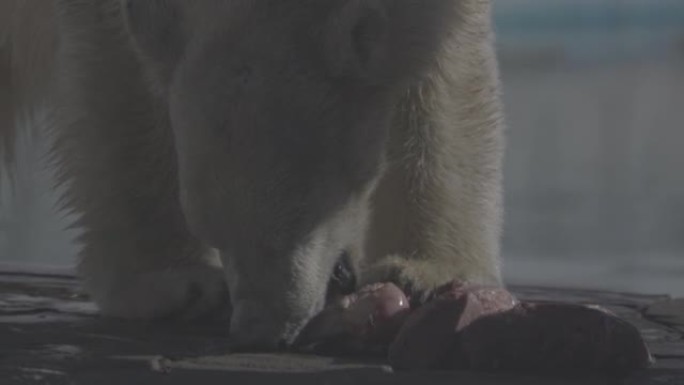 美丽的北极熊在自然景观的肖像镜头。北极熊在冷水附近的岩石海滩上吃生肉。4k慢动作视频，ProRes 