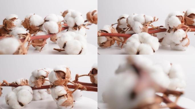 白色蓬松花朵的天然棉树枝在白色背景特写上旋转。有机材料，用于生产织物，棉制品，化妆品。装饰棉花4k镜