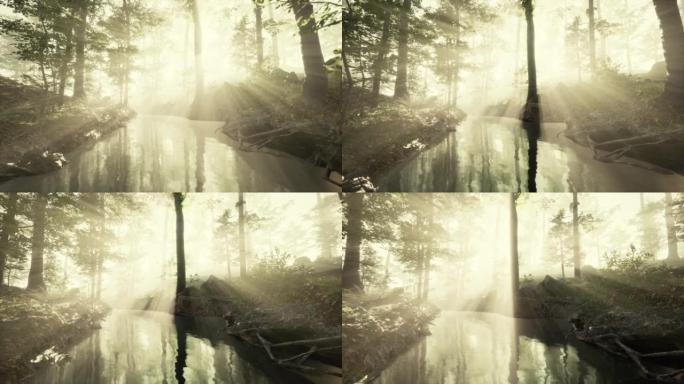 池塘沼泽有着独特的氛围和树下的雾