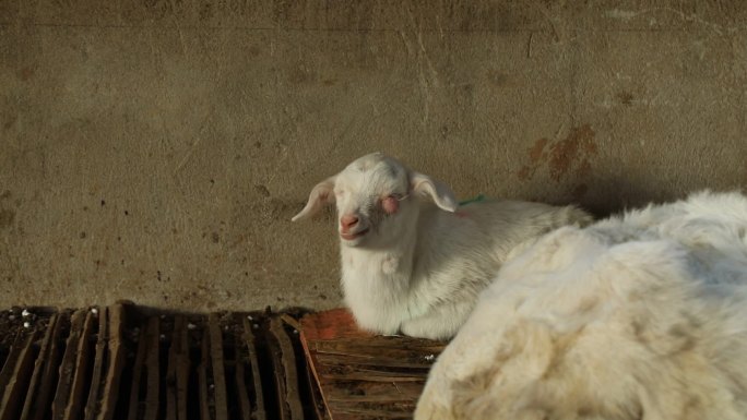 卧地的母羊和羔羊 生病小羊 眼部肿瘤