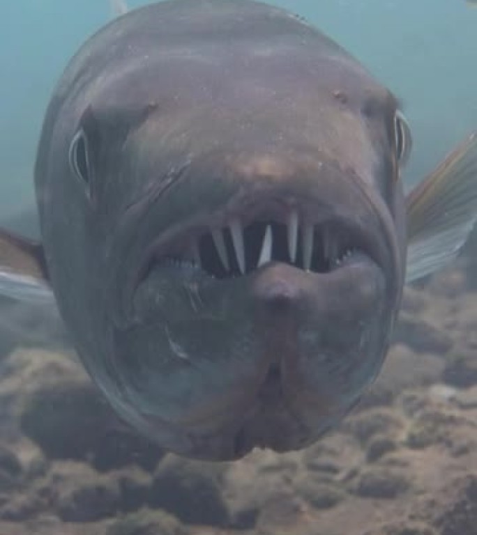 大梭鱼 (Sphyraena barracuda) 悬停的垂直视频，从一侧到另一侧