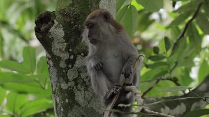 长尾猕猴，新加坡长尾猕猴吃水果