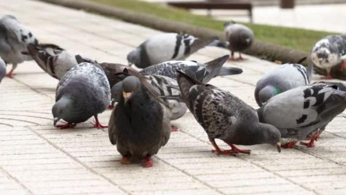 灰色残疾的la脚普通鸽子在街上吃鸟的人群中