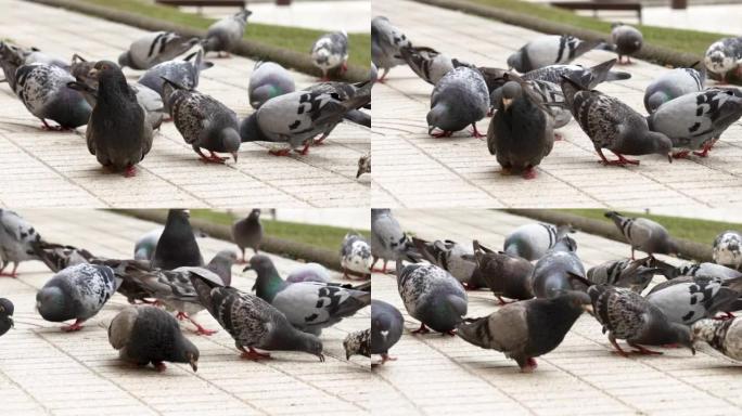 灰色残疾的la脚普通鸽子在街上吃鸟的人群中