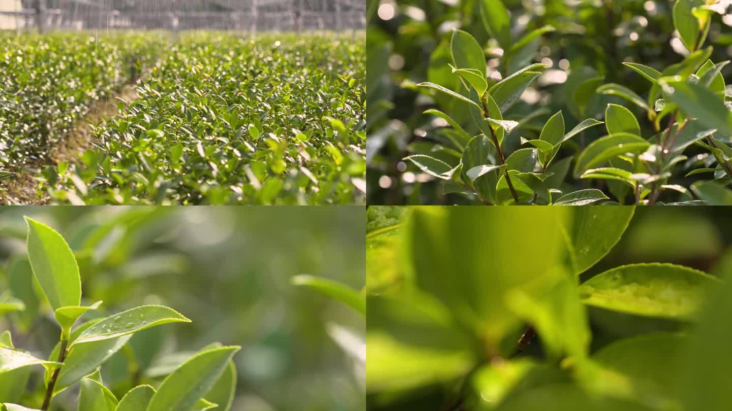 油茶树育苗基地