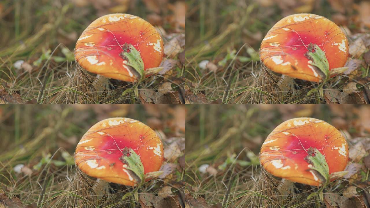 秋天森林里的木木兰。自然环境下的蘑菇红蝇伞伞蝇伞。特写。