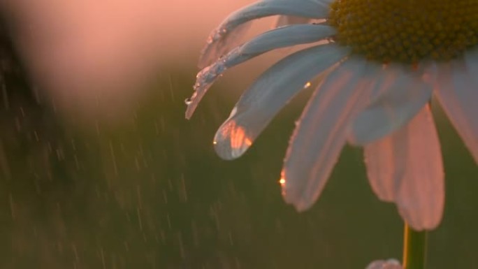 下雨天的洋甘菊特写。创意。美丽的雨滴落在田野里的黛西上。雨中落日的洋甘菊