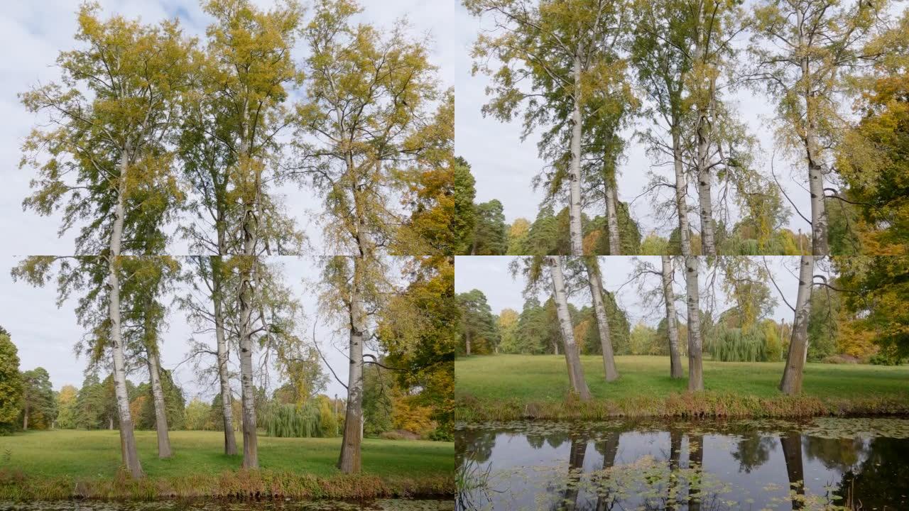 秋季公园池塘岸上生长的老白杨