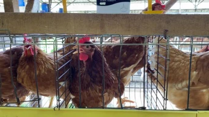 热应力。蛋鸡棕色在笼子里，开放的侧屋，家禽养殖