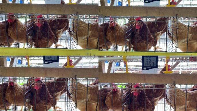 热应力。蛋鸡棕色在笼子里，开放的侧屋，家禽养殖