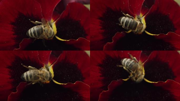 蜜蜂的特写镜头在花园里收集花粉并授粉红花