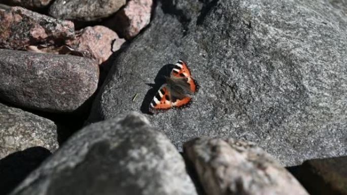 蝴蝶荨麻疹在春天从石头上起飞