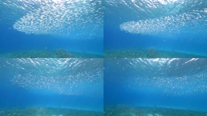 诱饵球/加勒比海珊瑚礁绿松石水中的鱼群/库拉索岛