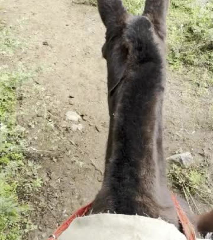 骑驴子在不丹爬山的观点