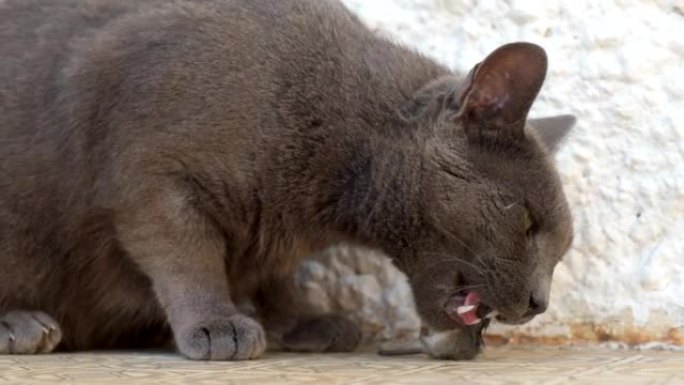 猫吃老鼠。黑猫宠物吃小老鼠。食肉动物，杀手。流浪猫捕食者。危险，死亡。慢动作。