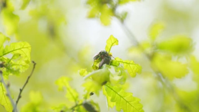 也许在橡树上吃嫩叶。金龟子科。春天的繁殖性交。特写。