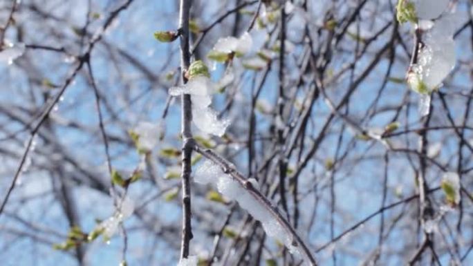 一针嫩枝，盛开的嫩芽覆盖着冰