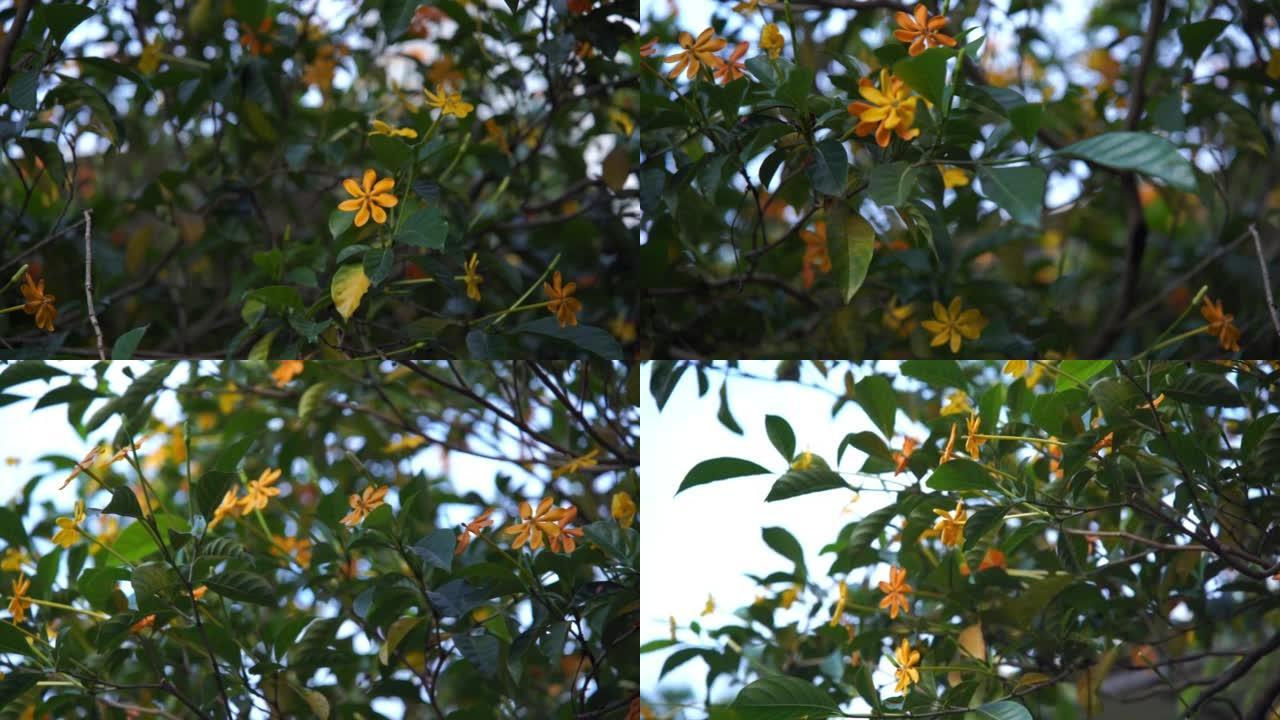 树上的黄色花，栀子花