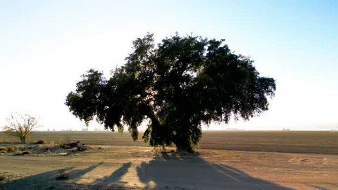 农业农村地区的孤独大树
