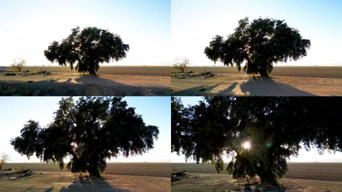 农业农村地区的孤独大树