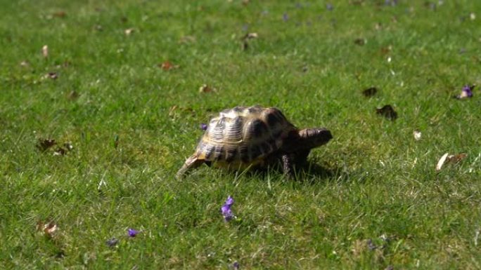 慢动作视频中的希腊乌龟在gras上行走