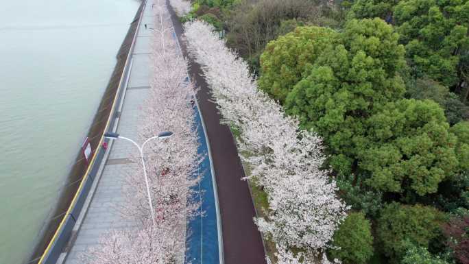 杭州 江边樱花跑道