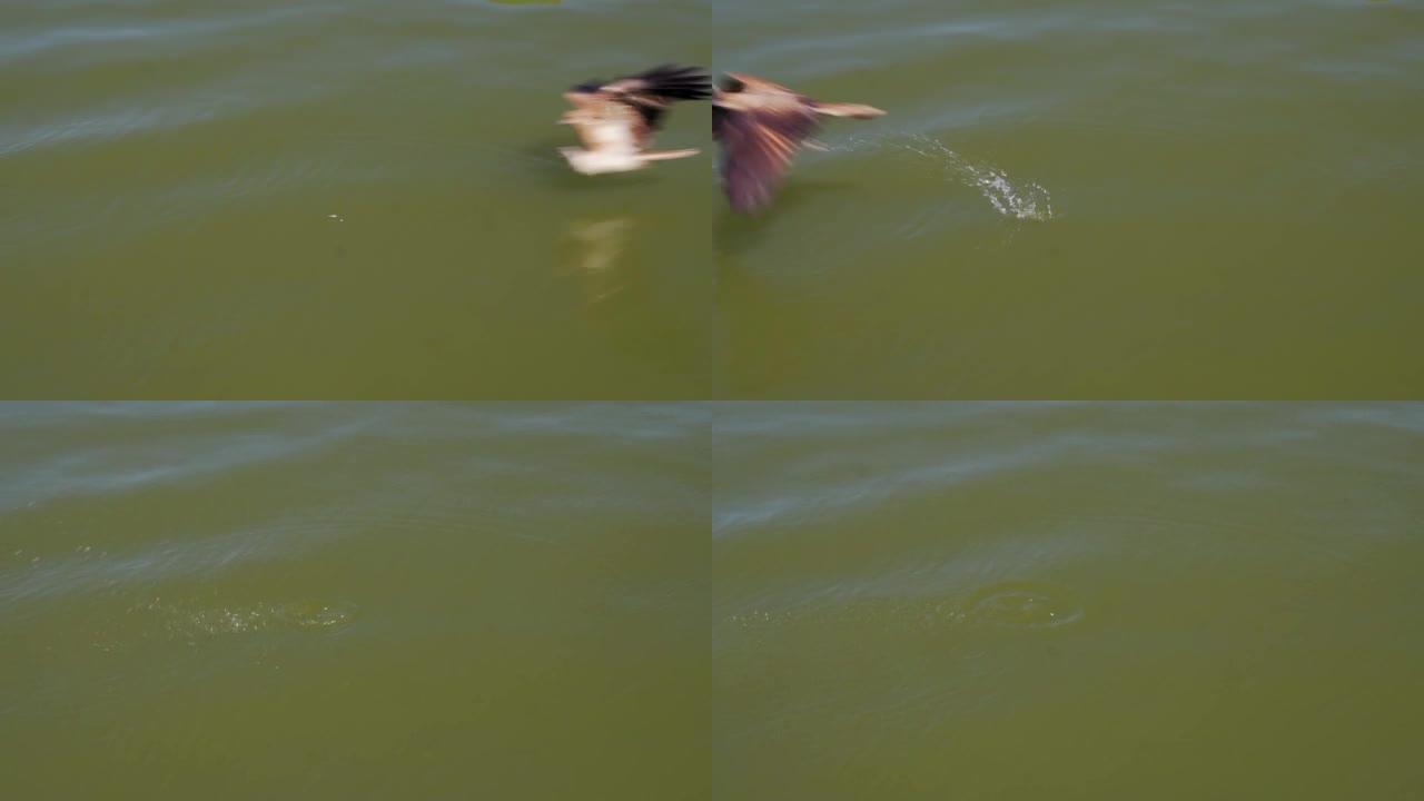 澳大利亚卡伦巴，一只鹰从水中抓鱼的高清镜头