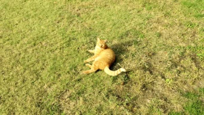 有趣的视频，有趣的，可爱的姜猫在阳光明媚的日子在草坪上滚动和玩耍