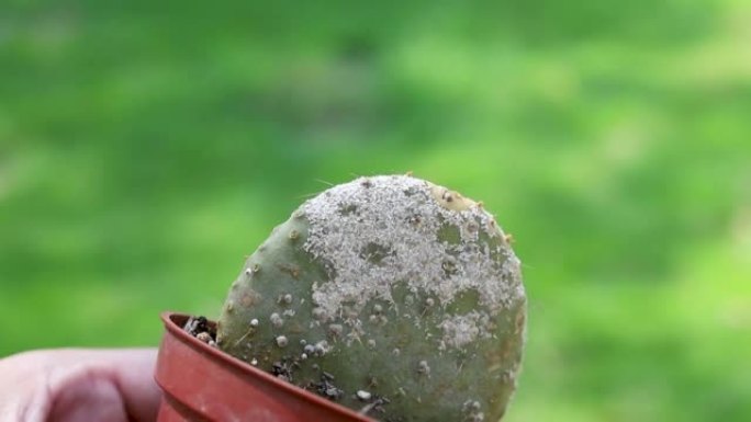 胭脂虫粉虱鳞片通常出现在仙人掌上