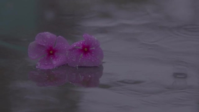 雨水落在地面慢动作中的花朵上