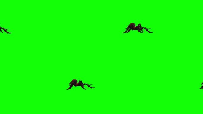 蜘蛛狼蛛行走动画，绿色屏幕上孤立的万圣节概念，色键背景