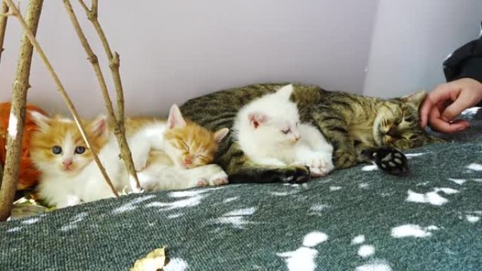 一窝小猫在猫妈妈旁边休息