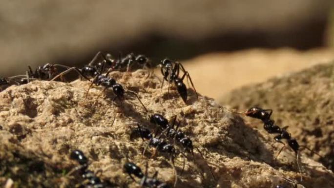 一群黑蚂蚁正在携带食物